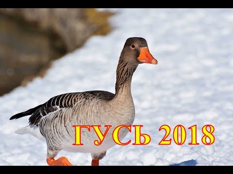 Видео: Весенняя охота. Гусь 2018