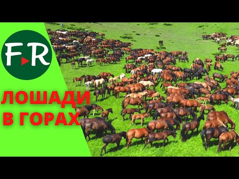 Видео: Красотища! Два табуна - 2000 голов. Лошади на летних высокогорных пастбищах (джайляу). Алаколь-Агро.