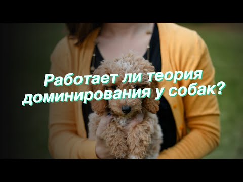Видео: Работает ли теория доминирования у собак?