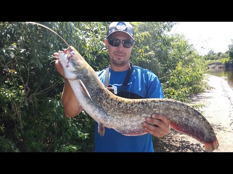 Видео: Открытие Сезона на Сома. Рыбалка с Ночевкой. Фидер. Часть 1