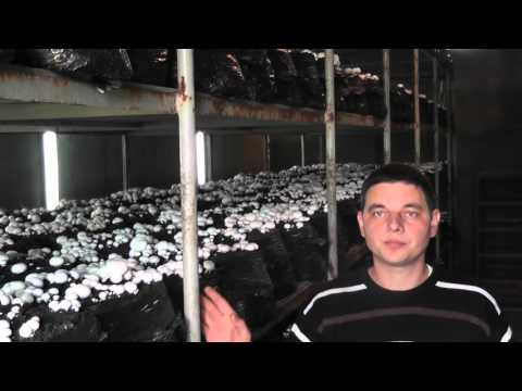 Видео: Как заработать на грибах в домашних условиях в промышленных масштабах.1-я часть.