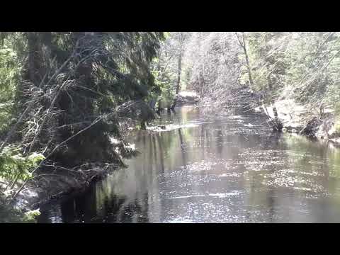 Видео: ПО БЕРЕГУ РЕКИ РОЩИНКА ( РАЙВАЛАНЙОКИ )