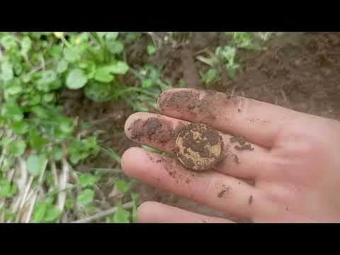 Видео: С Пасхой. Нашел в лесу на старой дороги фундаменты времен ВОВ. 25.04.25. Монеты есть!