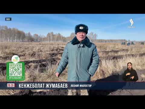 Видео: В СКО восстанавливают леса | Jibek Joly News
