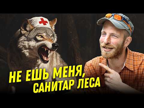 Видео: Мифы о волках: санитары леса и закон стаи | Алексей Верещагин | Ученые против мифов 23-5