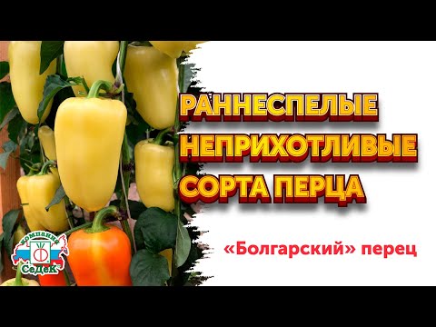 Видео: НЕПРИХОТЛИВЫЕ СОРТА БОЛГАРСКОГО ПЕРЦА - Скороспелые сорта сладкого перца с высокой урожайностью