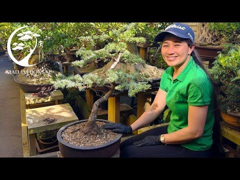 Видео: Этот трюк с голубым кедром ВЗОРВЕТ вас в шок!