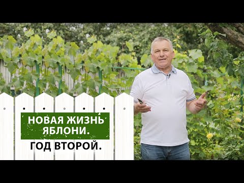 Видео: Новая жизнь яблони. Год второй. Формирование плодовой древесины.