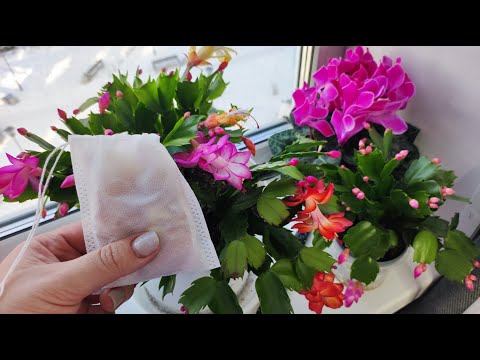 Видео: Оживите ДЕКАБРИСТ чтобы он пышно и красиво зацвел даже чахлый куст вмиг зацветет