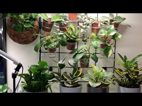 Видео: ОБЗОР комнатных растений  1ч.🌿 2 НОВЫЕ калатеи🍀 Новая полка с цветами.🌱🌿 