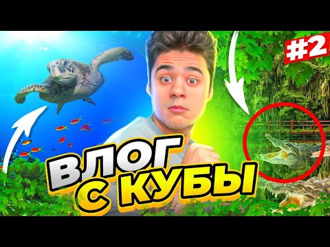 Видео: ВСТРЕЧА С КРОКОДИЛАМИ. ДАЙВИНГ. ЕДА НА КУБЕ ВЛОГ №2