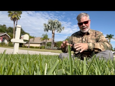 Видео: Почему мой газон зеленее вашего и почему я чуть не разбил трактор