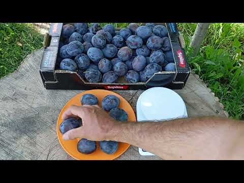 Видео: 1.08.2025. огляд сливи Ненька