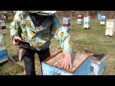 Видео: Матки в работе после 8-и месяцев изоляции, 23.03.2017г.