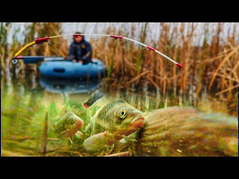 Видео: Крупный КАРАСЬ 🐟 в КАМЫШЕ 🌾🌾🌾 морозным утром. Рыбалка на  Боковой кивок.