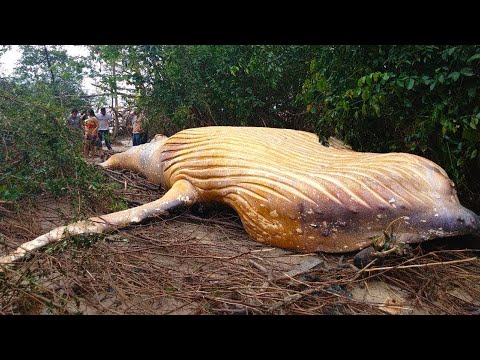 Видео: Самые Странные Находки В Лесу
