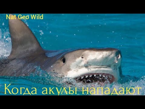 Видео: Nat Geo Wild. Когда акулы нападают.