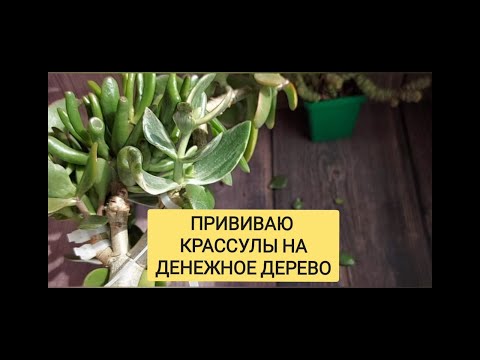 Видео: Прививка суккулентов. Показываю тонкости