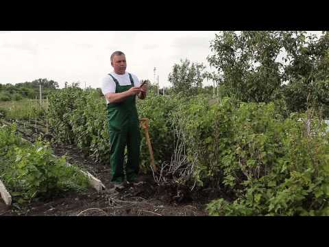 Видео: Почему засыхают кусты смородины