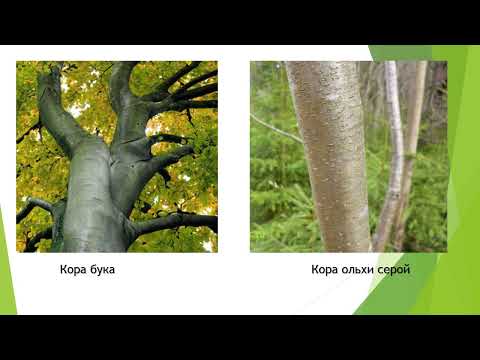 Видео: Вторичное строение стебля