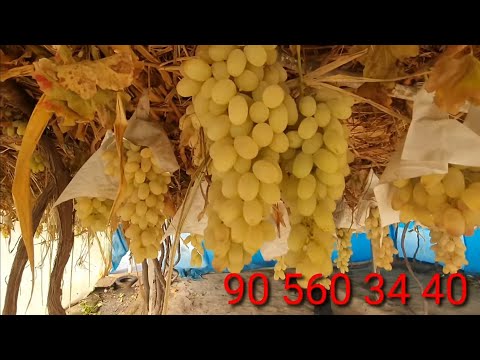 Видео: Кишда Узум Саклаш ! Барча Сирлари ва Хакикатлари.Даромад Суппер !