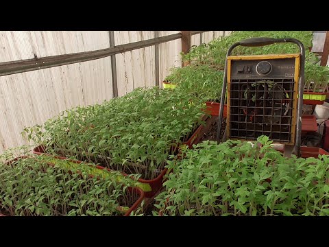 Видео: Сколько стоит обогреть теплицу? ТОЧНЫЙ РАСЧЕТ РАСХОДОВ НА ОБОГРЕВ ТЕПЛИЦЫ. ВСЕГО 112 РУБЛЕЙ?