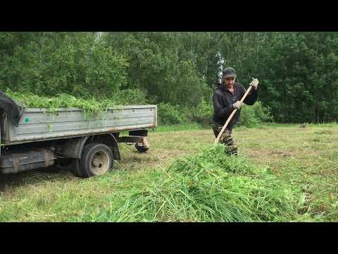 Видео: Маленький помощник в деле!