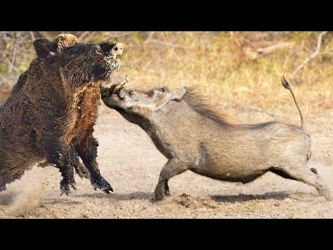 Видео: Кабан-Секач в бою порвал африканского Кабана Бородавочника.