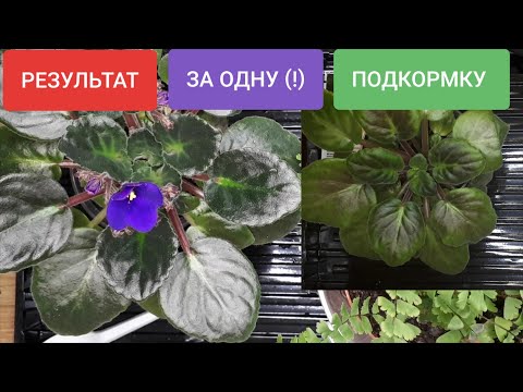 Видео: РЕЗУЛЬТАТ после ФОСФОРНОГО удобрения. Зачем нужны фосфорные удобрения. Отвечаю на вопросы