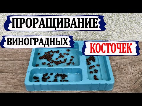 Видео: 🍇 Проращивание виноградных косточек /семян/ у себя дома. Температура, влажность, уровень воды.