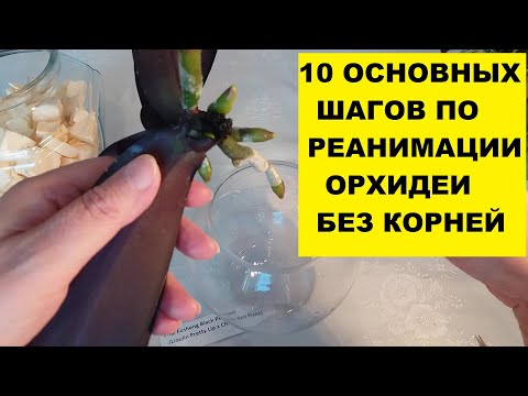 Видео: КАК НАРАСТИТЬ КОРНИ ОРХИДЕЕ. ДЕСЯТЬ ОСНОВНЫХ ШАГОВ ДЛЯ РЕАНИМАЦИИ ОРХИДЕИ БЕЗ КОРНЕЙ.