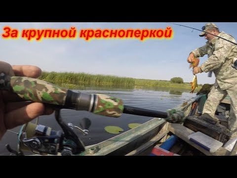 Видео: Крупная красноперка на попла -поппер . Сорокошичи день второй.