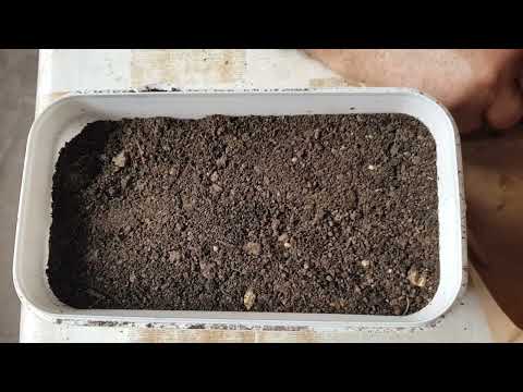 Видео: 🍅ОТГЛЕЖДАНЕ НА РАЗСАД ДОМАТИ ЗА РАННО ПРОИЗВОДСТВО/ПРИГОТВЯМЕ ХРАНАТА ЗА КОКОШКИТЕ В ДОМАШНИ УСЛОВИЯ