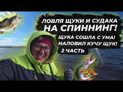 Видео: Бешенный клев щуки на спиннинг. Рыбалка 2021. судак на джиг 2021. fishing. ЧАСТЬ 2