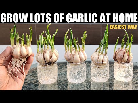 Видео: Как вырастить чеснок в воде | БЫСТРЫЙ И ПРОСТОЙ СПОСОБ | ПОЛНОЕ РУКОВОДСТВО