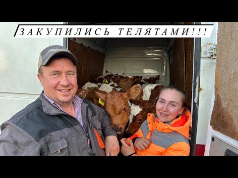 Видео: Привезли целый микроавтобус БЫКОВ из Карелии! Развиваем сельское хозяйство!