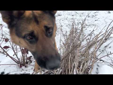 Видео: Как обрезать 2х летние кусты чёрной смородины? Зима 2022