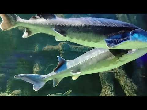 Видео: Экскурсия по Москвариуму