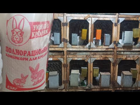 Видео: Харгушакои хикол барои фуруш 931853805