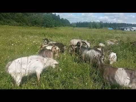 Видео: Моё Хозяйство/Летний Выпас2025/Детёныши/Звери Едят Траву/Клевер Не Едят#goat#goats#farmer