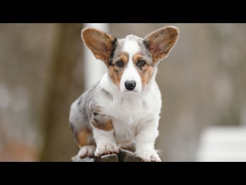 Видео: ЩЕНОЧЕК ВМАГАЗИН@YouTubeMusic@youtubenirvana #shortvideo #shots #корги #шортс#music#песня#love#люблю