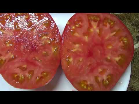 Видео: Томат Могучее вымя. Уникальный случай из жизни томатов. Подробный обзор и дегустация сорта. №918.