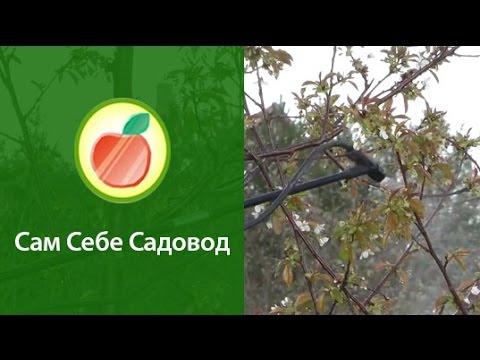 Видео: Опыление черешни