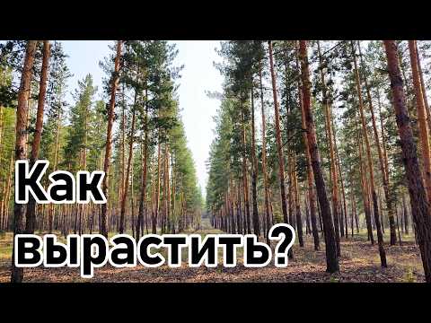Видео: Мероприятия по созданию и интенсификации роста искусственных лесных насаждений