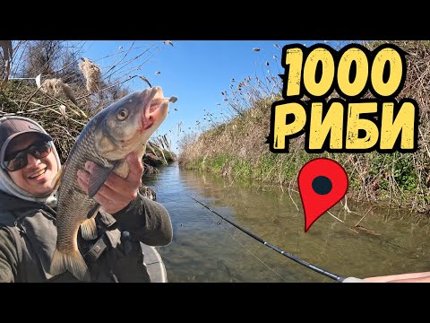 Видео: ХИЛЯДИ РИБИ в малък КАНАЛ! Риболов на ТРОФЕЙНИ КЛЕНОВЕ по два килограма!