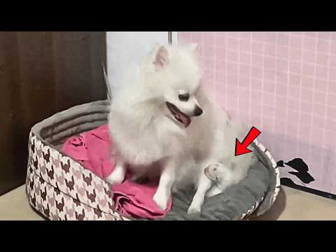 Видео: Я нашёл новорождённого котёнка, и моя собака не отвергла её, а вырастила как собственного ребёнка.