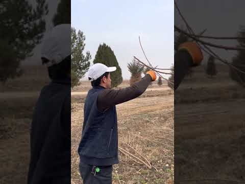 Видео: обрезкаи шафтолу