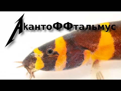 Видео: Рыба червячок или гаишник — акантофтальмусы!