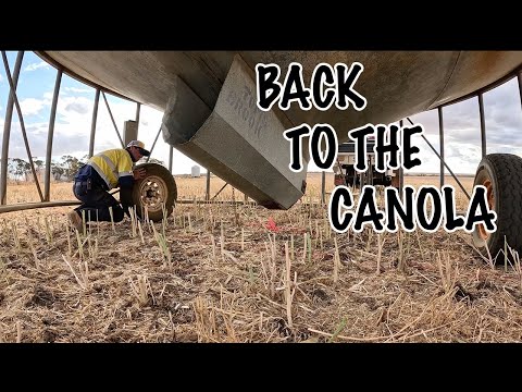 Видео: Давайте закончим сбор рапса! Урожай 2025 года | Западная Австралия