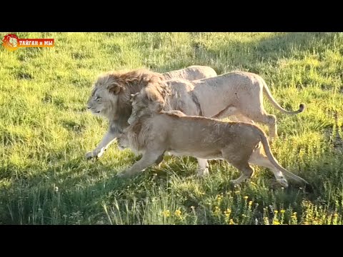 Видео: Вернули Русику нянек! Львы. Сезон 2020. Тайган. Life of lions in Taigan.